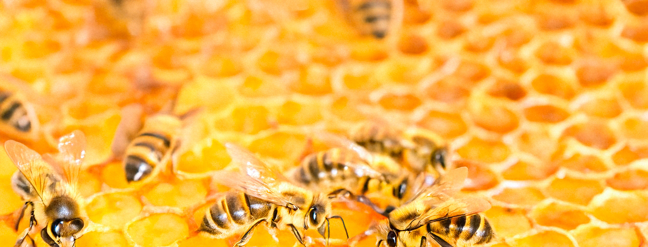The Power Duo: Why Tallow and Beeswax Work Better Together