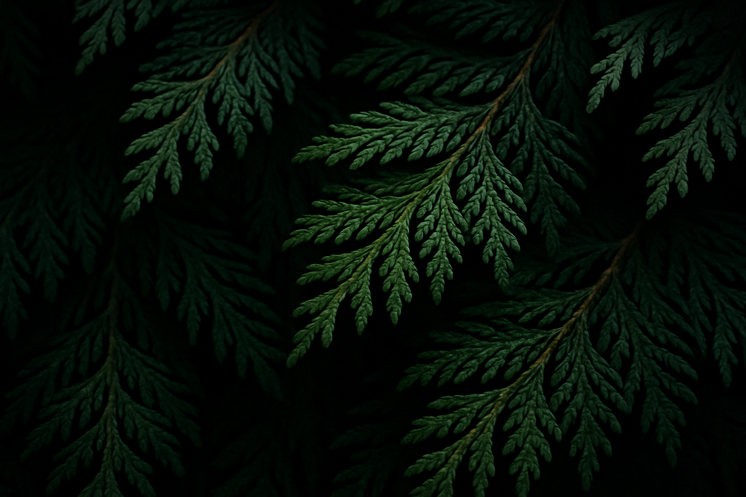 add more shade and shadow
