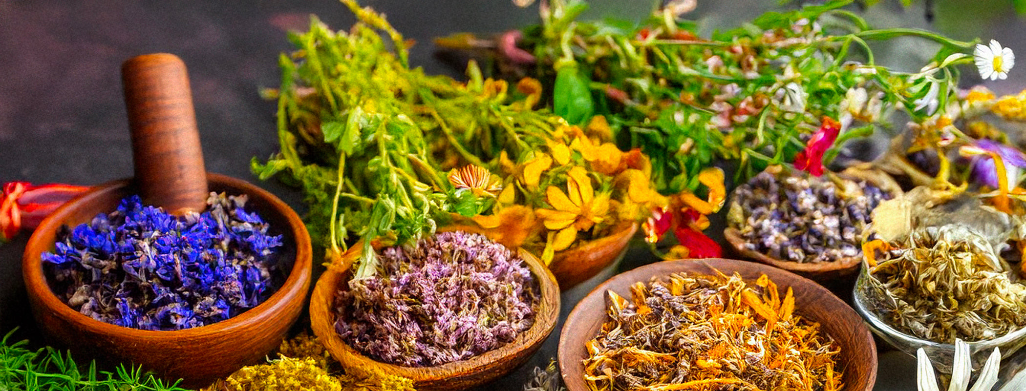 Herbs, flower petals, healing plants all together on a dark background