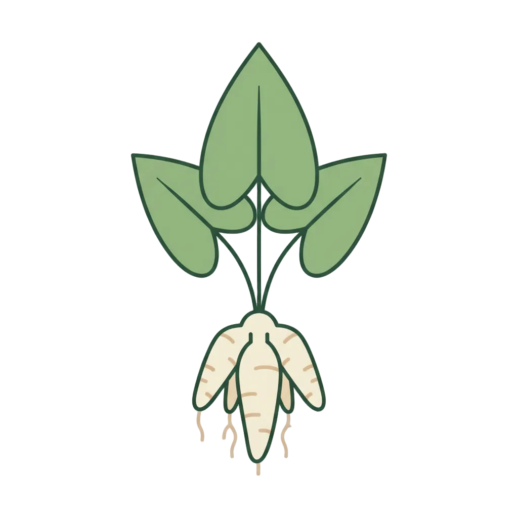 Illustration of an arrowroot with leaves on a white background