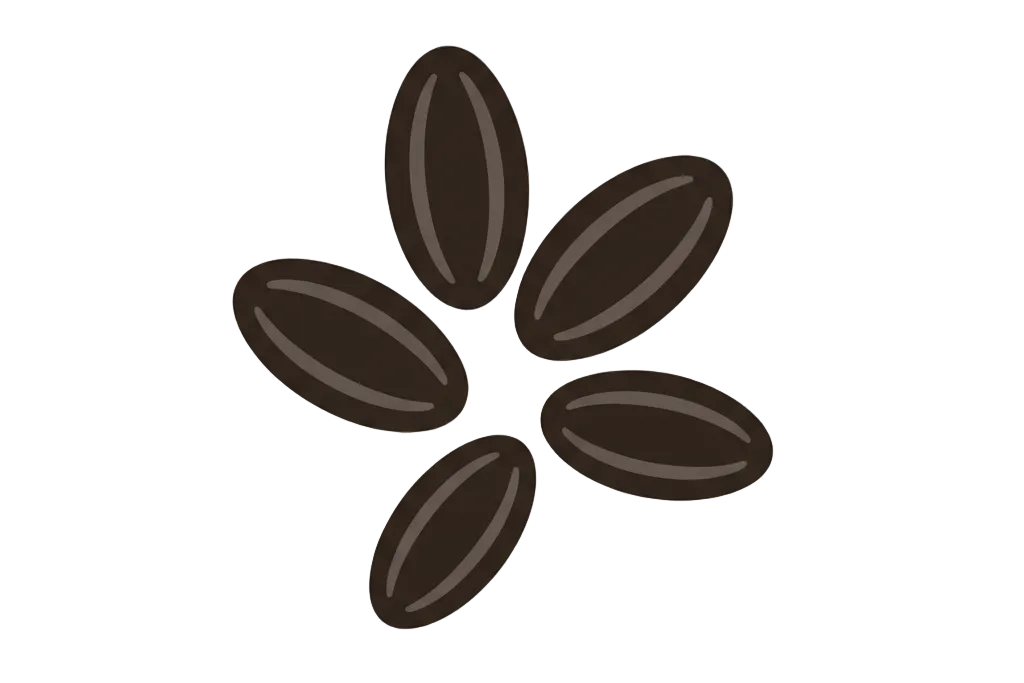 borage seeds illustration